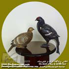 سیاه خروس